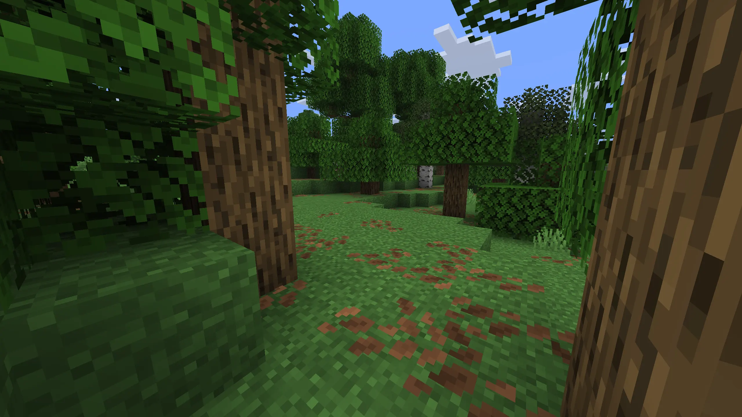 forest biome in minecraft with oak birch trees and grass
